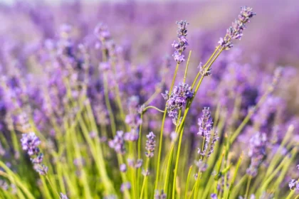 como cultivar lavanda