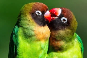Animais
