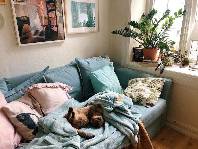Pets em casa: o desafio de manter tudo bonito e funcional
