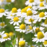Plantas em casa: beleza, saúde e bem-estar ao seu alcance