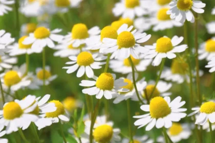 Plantas em casa: beleza, saúde e bem-estar ao seu alcance