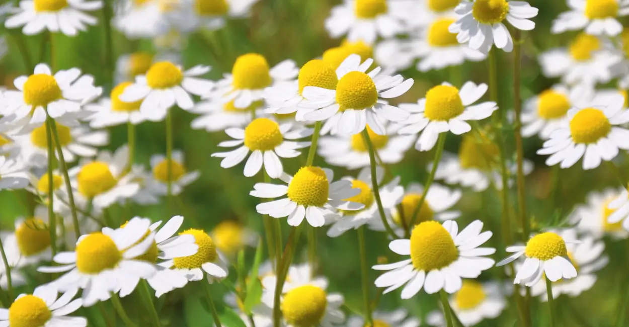 Plantas em casa: beleza, saúde e bem-estar ao seu alcance