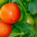 Tomate: o alimento que protege coração e rins de forma natural