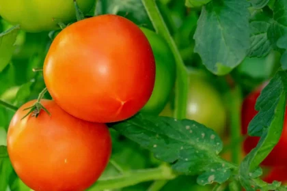 Tomate: o alimento que protege coração e rins de forma natural