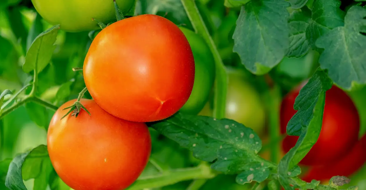 Tomate: o alimento que protege coração e rins de forma natural