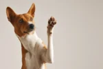Como o mercado pet está mudando o comportamento das marcas