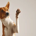 Como o mercado pet está mudando o comportamento das marcas