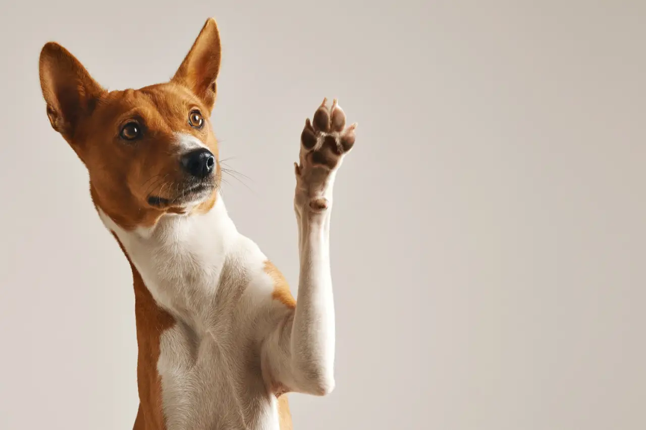 Como o mercado pet está mudando o comportamento das marcas